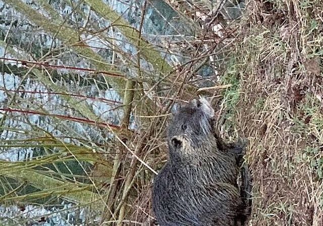 Gar nicht scheu: eine Nutria an der Birs. Foto: ZVG / Shkelzen Bedzeti