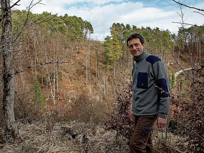 Rückschnitt Ost schon fast abgeschlossen: Der Projektverantwortliche Thomas Fabbro mit dem bereits bearbeiteten Teilstück im Hintergrund. Foto: Martin Staub