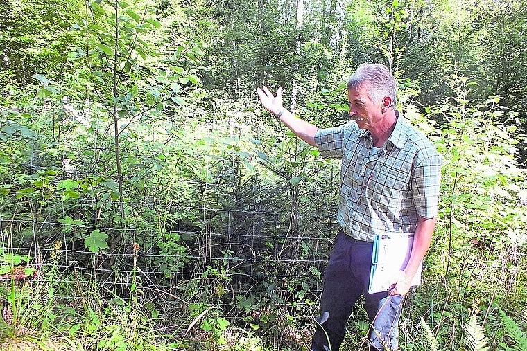 Geeignet: Förster Josef Borer zeigt dem «Wochenblatt» eine Fläche, wo die Aufforstung dank Schutzzaun nachweislich gut gedeiht. Ohne Zaun (im Vordergrund) ist das Wachstum von Jungbäumen und Sträuchern aufgrund des Wildbestandes stark eingeschr