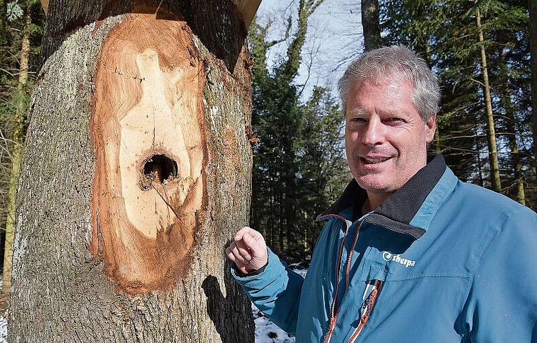 Sorgt für einen sicheren und gesunden Wald: Revierförster Christian Becker vor einem Stamm, der ursprünglich für die Holzwirtschaft gedacht gewesen wäre und jetzt den Wildbienen als Quartier dient. Foto: Bea Asper
