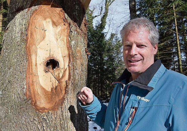 Sorgt für einen sicheren und gesunden Wald: Revierförster Christian Becker vor einem Stamm, der ursprünglich für die Holzwirtschaft gedacht gewesen wäre und jetzt den Wildbienen als Quartier dient. Foto: Bea Asper
