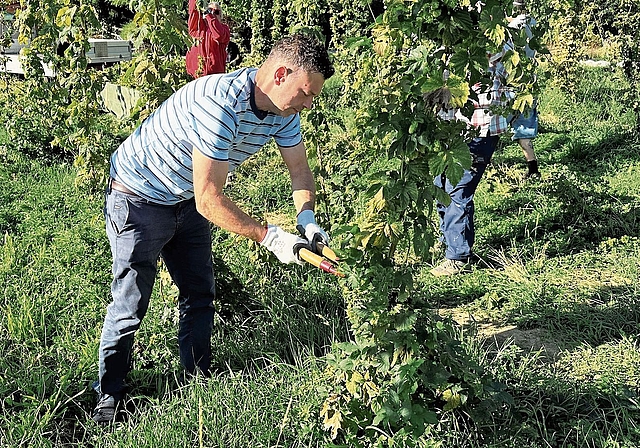 Freiwillige im Einsatz: Der Hopfen wird von Hand geerntet. Fotos: ZVG