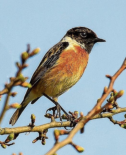 Tritt wieder häufiger auf: Das Schwarzkehlchen. Foto: Toni Dürrenberger