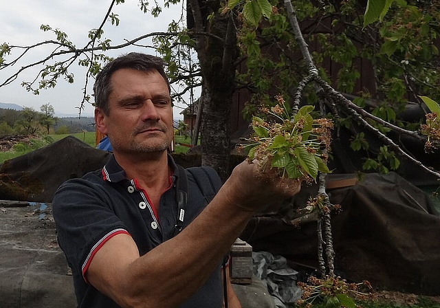 Patrick Saladin, Präsident von der Forst-, Natur- und Landschaftskommission: Er zeigt beim Frühlingsspaziergang am Osthang des Gempen-Plateaus die schwarzen Kirschblüten und erfrorenen Fruchtansätze. Foto: Melanie Aprin