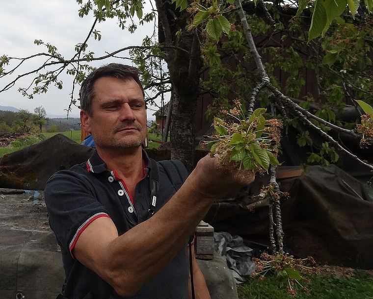 Patrick Saladin, Präsident von der Forst-, Natur- und Landschaftskommission: Er zeigt beim Frühlingsspaziergang am Osthang des Gempen-Plateaus die schwarzen Kirschblüten und erfrorenen Fruchtansätze. Foto: Melanie Aprin