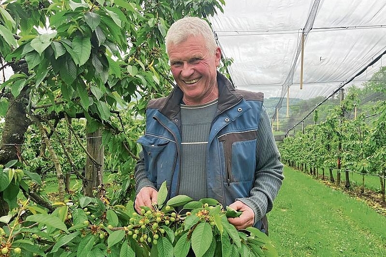 Obstplantage in Netz eingepackt: Paul Nussbaumer testet verschiedene Schutzmassnahmen. Fotos: Bea Asper