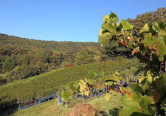 Umgeben von Wald: Der Nuglarer Rebberg kann ein Maximum an Sonne einfangen.Foto: ZVG
