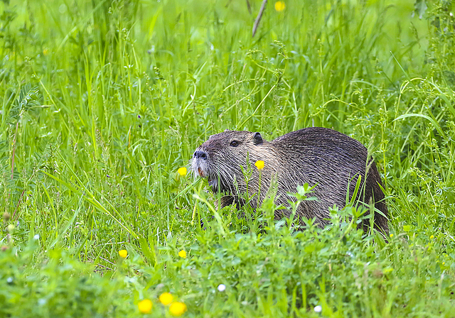 Putzige Gäste: Aktuell wohnt eine Nutria-Familie mit ihren Jungen im Park im Grünen.  Foto: ZVG / Andreas Meier