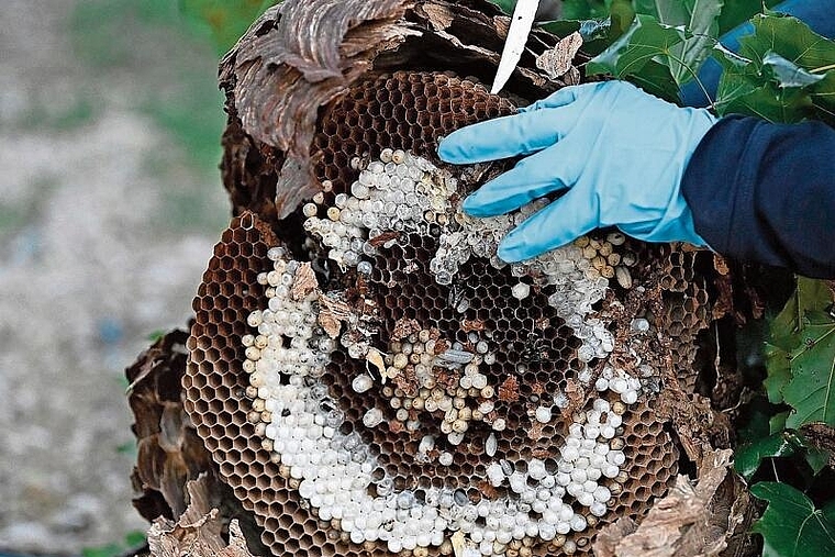 Vorsichtig: Ein ausgebildeter Schädlingsbekämpfer entfernt das Nest einer Asiatischen  Hornisse aus der Baumkrone. Bild: Alexander Wagner