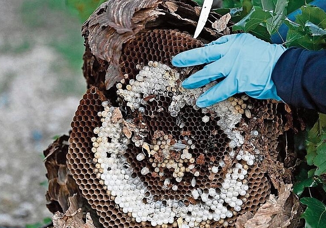 Vorsichtig: Ein ausgebildeter Schädlingsbekämpfer entfernt das Nest einer Asiatischen  Hornisse aus der Baumkrone. Bild: Alexander Wagner