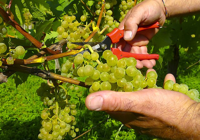 Pralle Beeren: Dieser Anblick einer Riesling-Sylvaner-Rebe lässt das Herz eines jeden Winzers höherschlagen.  Foto: Milos Mihajlovic