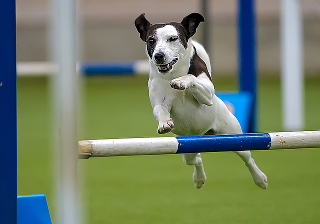 Voller Einsatz auch von den Kleinsten: Am Wochenende ist die Fiechtenhalle das nationale Agility-Zentrum.  Foto: ZVG/hunde-fotoshooting.ch