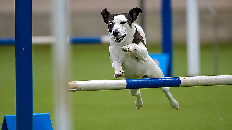 Voller Einsatz auch von den Kleinsten: Am Wochenende ist die Fiechtenhalle das nationale Agility-Zentrum.  Foto: ZVG/hunde-fotoshooting.ch