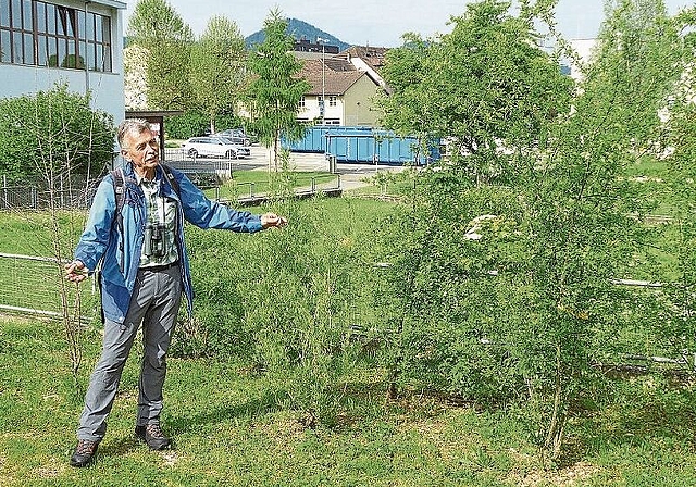 Für die Natur: «Hecken brauchen Geduld», führte Josef Borer aus; sie seien aber ein wichtiger Rückzugsort für Insekten und Vögel. Foto: Thomas Immoos