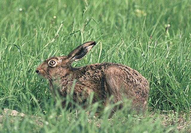 Scheu und gefährdet: Die Hasenpopulation zwischen Aesch und Reinach hat sich etwas erholt.  Foto: ZVG