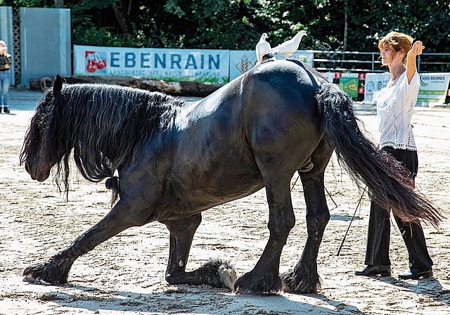 Kniebeuge mit Friedenstauben: Eindrückliche Vorführungen prägten den Sonntag.
