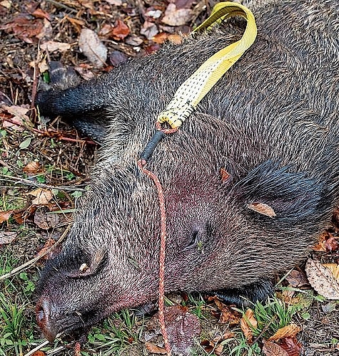 Erfolgreicher Abschuss: Wildschweine verursachen enorme Landschäden.