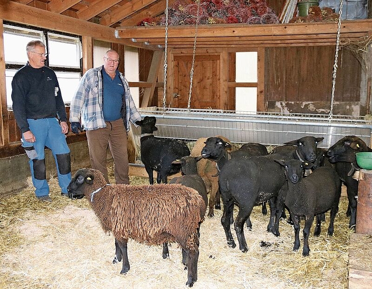 Im Stall: Friedrich Stegmüller (l.) und Thomas Henz, Vorstandsmitglieder Schafzuchtverein Schwarzbubenland, sind begeistert vom Schwarzbraunen Bergschaf, kurz SBS genannt. Foto: Benildis Bentolila