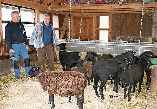 Im Stall: Friedrich Stegmüller (l.) und Thomas Henz, Vorstandsmitglieder Schafzuchtverein Schwarzbubenland, sind begeistert vom Schwarzbraunen Bergschaf, kurz SBS genannt. Foto: Benildis Bentolila