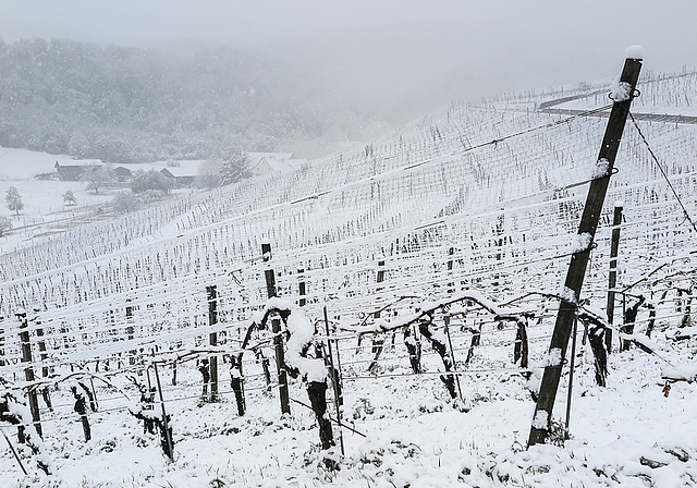 Zuerst erfroren, dann verschneit: Ein Blick in die Kluser Reben ergab gestern ein trauriges Bild.  Foto: Edmondo Savoldelli