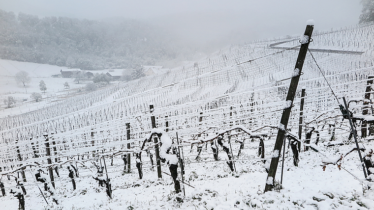 Zuerst erfroren, dann verschneit: Ein Blick in die Kluser Reben ergab gestern ein trauriges Bild.  Foto: Edmondo Savoldelli