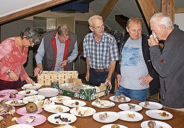 Pilzexperten überprüfen das Sammelgut: (v.l.) Pilzkontrolleurin Suzanne Lüthi, Pilzkontrolleure Kurt Minder und Walter Flück, Vereinspräsident Stefan Grun und Jugendverantwortlicher Claus Maler. Foto: Jürg Jeanloz