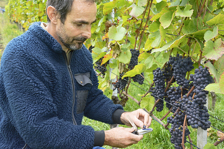 Qualitätsprüfung: Sorgfältig träufelt der Betriebsleiter des Tschäpperli, Ulrich Bänninger, Traubensaft auf die Messfläche des Refraktometers.  Foto: Heiner Leuthardt