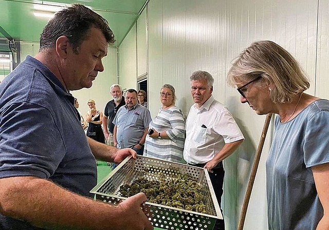 Betriebsbesichtigung: Ein Mitarbeiter zeigt Regierungsrätin Brigit Wyss geerntete Hanfblüten. Foto: Bea Asper