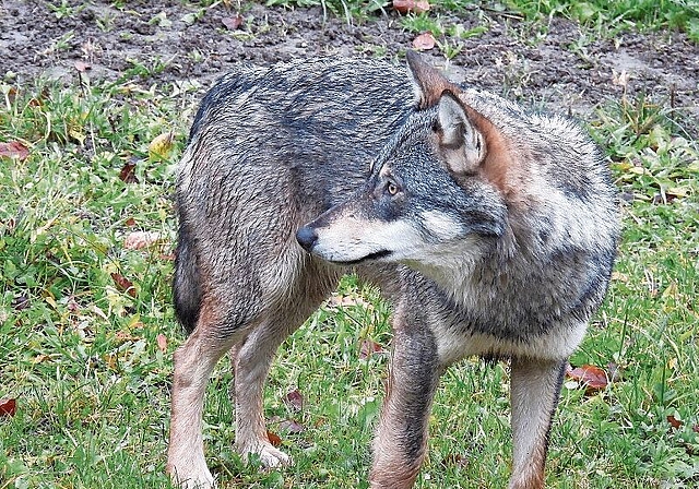 Sichtung: Bei dem Tier handelt es sich wahrscheinlich um einen Jungwolf auf Reviersuche. Foto: zvg / kanton Baselland