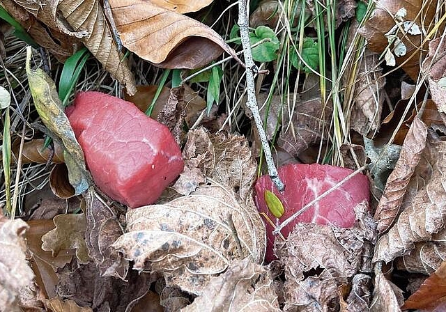 Wie «Rindsragout»: Arlesheimer sammelten in der Ermitage zwölf Fleischwürfel ein. Foto: zVg