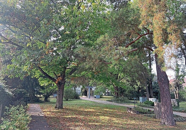 Wald im Ortszentrum: Obwohl dicht bewaldete Stellen wie auf dem alten Dorffriedhof gewünscht sind, müssen auch hier Bäume gefällt werden. Foto: Caspar Reimer