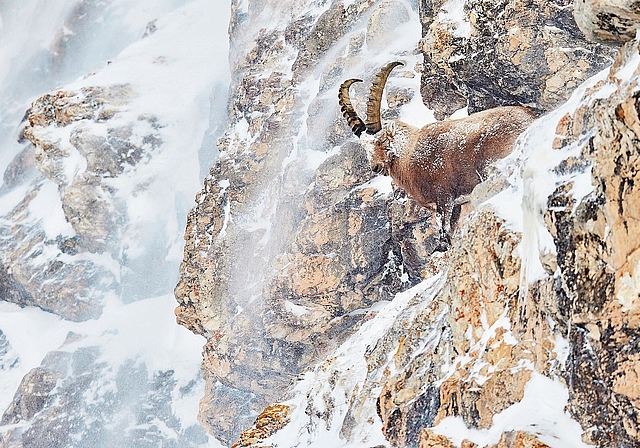 Steinbock im Tiefschnee: Jahrelang war Flurin Leugger für dieses Fotomotiv in den Alpen unterwegs. Foto: zvg