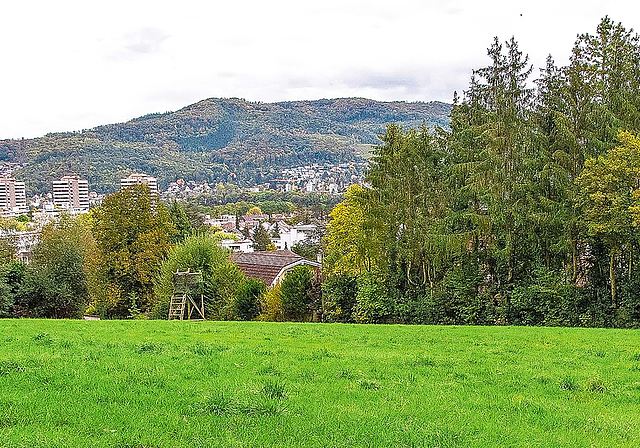 Dürfte früher oder später überbaut werden: Die Waldwiese am Rande des Bruderholzes.  Foto: Nicole Nars-Zimmer / bz