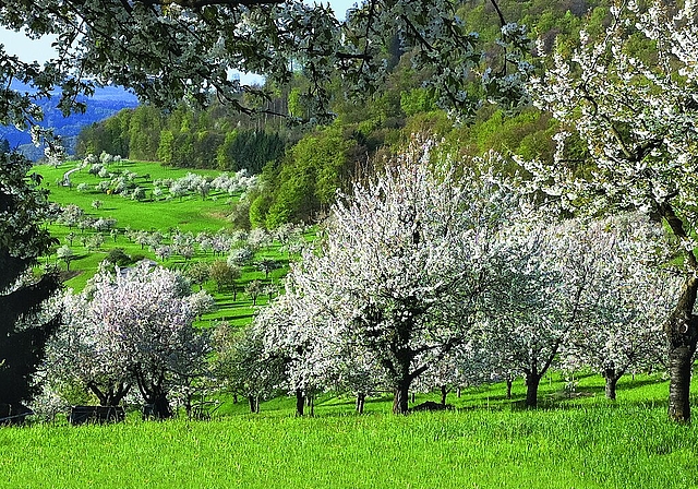 So schön: Eine naturnahe Landschaft erfreut nicht nur Sing-, sondern auch Wandervögel.  Foto: zvg