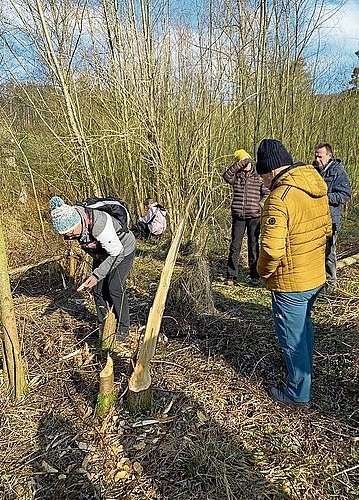 Gefällte Bäume: Imposantes Spurengebilde des Bibers.
