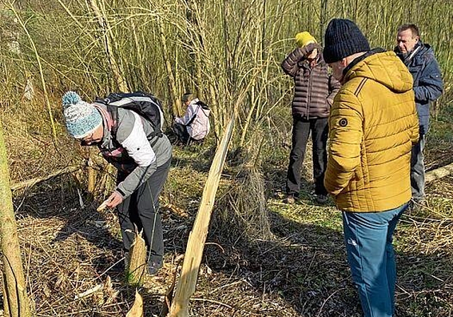 Gefällte Bäume: Imposantes Spurengebilde des Bibers.
