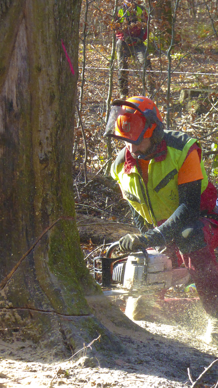 Fällaktion: Die Forstmitarbeiter gehen behutsam vor, wenn sie einen Baum fällen. Trotzdem dauert es nur gerade wenige Minuten, bis diese Buche fällt.  Fotos: Thomas Immoos