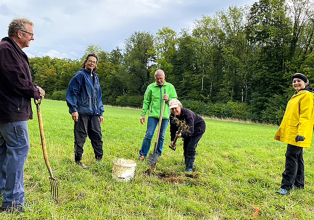 Gemeinschaftsprojekt: 350 Setzlinge von Wildstauden wurden diese Woche von Freiwilligen auf einer Wiese eingepflanzt.  Foto: Bea Asper