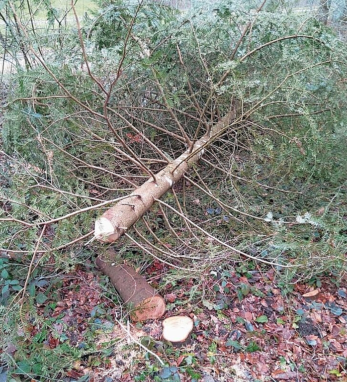 Abgesägt: Die Weisstanne war von der Bürgergemeinde als Zukunftsbaum gepflegt worden. Nun steht sie nicht mehr. Foto: zVg