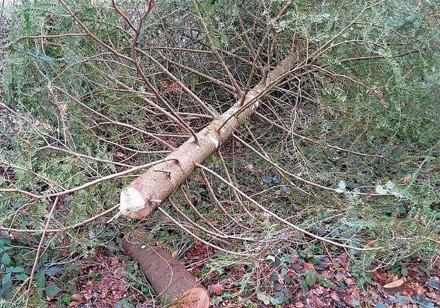 Abgesägt: Die Weisstanne war von der Bürgergemeinde als Zukunftsbaum gepflegt worden. Nun steht sie nicht mehr. Foto: zVg