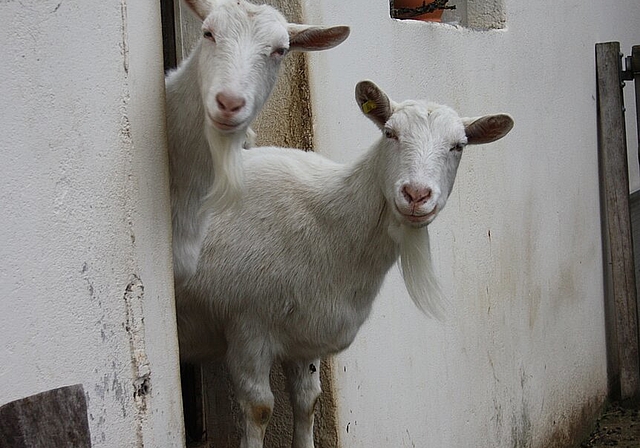 <em>Neugierig: </em>Die beiden Saanegeissen Gibeli und Mameli begrüssen die Besucher. <em>Foto: Zoe Zbinden</em>