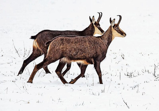 Paarlauf: Die Tiere bewegen sich oft parallel und gemächlich beim Standortwechsel. Foto: Martin Staub