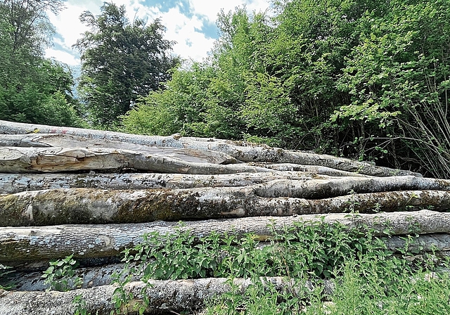 Strafbare Verfehlungen im Zusammenhang mit dem Verkauf von Holz: Die FBG Laufental-Thierstein West trennt sich per sofort von ihrem Betriebsleiter. Foto: Bea Asper