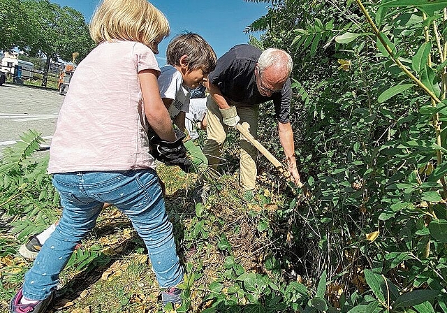 Anpacken ist angesagt: Die Neophyten auszureissen machte den Kindern grossen Spass.Foto: Bea Asper