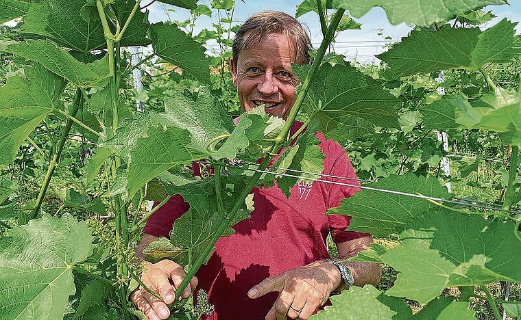 Der Anlass für den Räbesunntig: Winzer Antoine Kaufmann zeigt gutgelaunt eine der letzten Weinblüten. Foto: Axel Mannigel