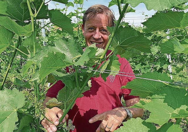 Der Anlass für den Räbesunntig: Winzer Antoine Kaufmann zeigt gutgelaunt eine der letzten Weinblüten. Foto: Axel Mannigel