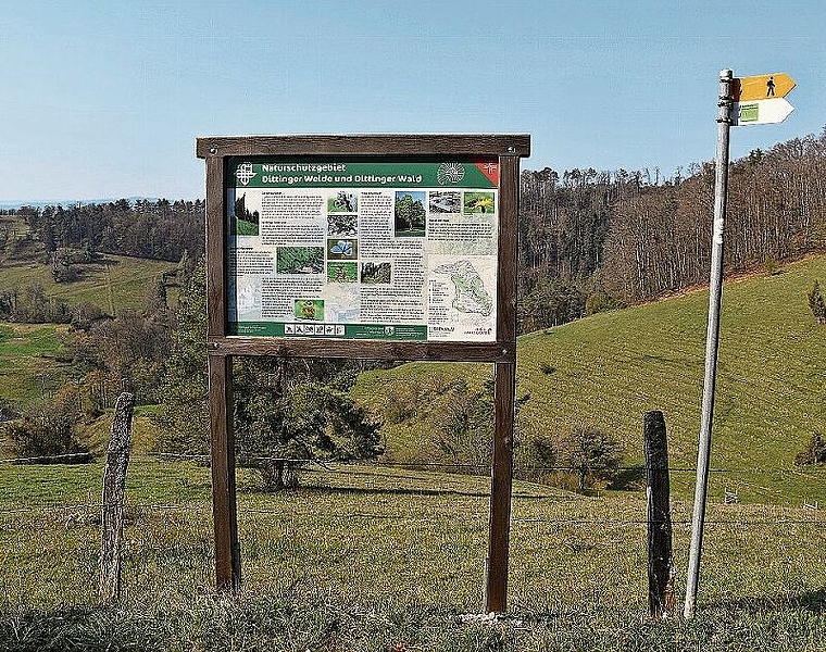 Artenreichste Magerweide im Baselbiet: Auf der Wiesentour erfahren Wanderinnen und Wanderer viel Wissenswertes. Foto: Bea Asper