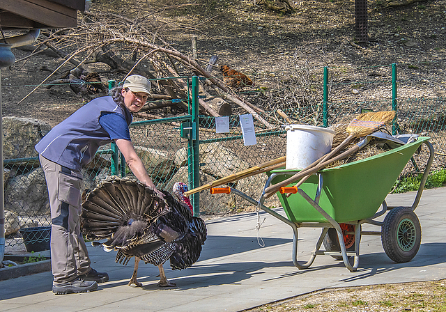 Spaziergang beendet: Tierpflegerin Corinne Riner bringt Truthahn Fritz in sein Gehege zurück.  Foto: Heiner Leuthardt