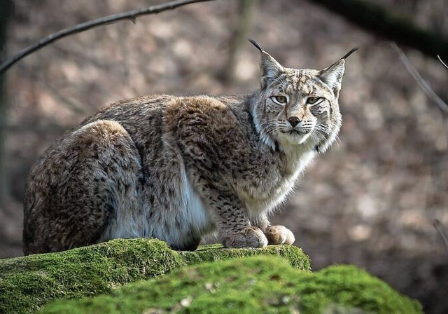 Umfangreiches Projekt: Der Dokumentarfilm «Luchs» vom französischen Tierfotografen Laurent Geslin erzählt die Geschichte einer Luchsfamilie im Herzen des Juras. Foto: Pixabay.com
