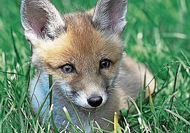 Träger: Füchse können die Staupe an Hunde übertragen. Foto: key/ Attila Kovacs